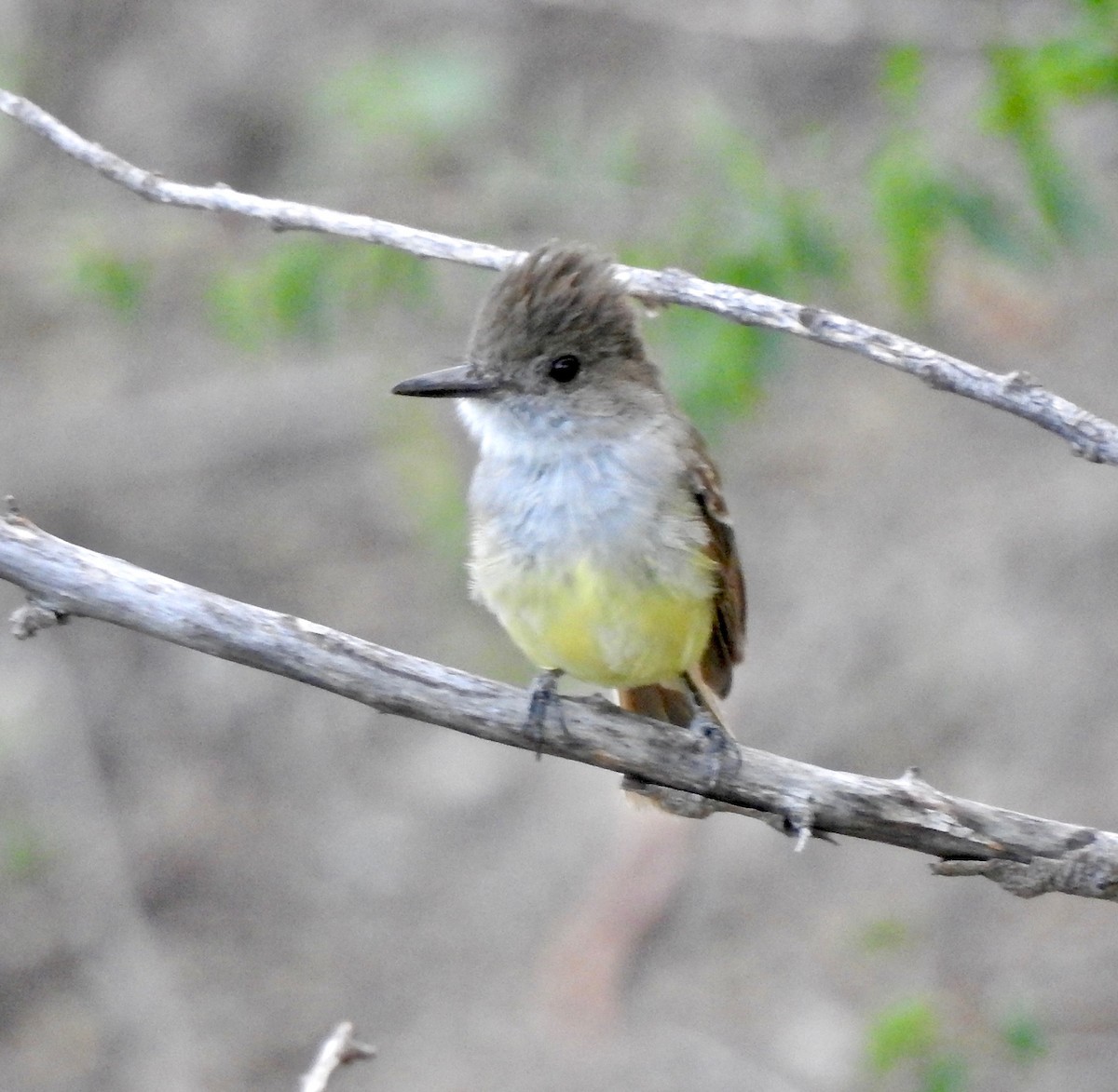 Dusky-capped Flycatcher - ML111472731