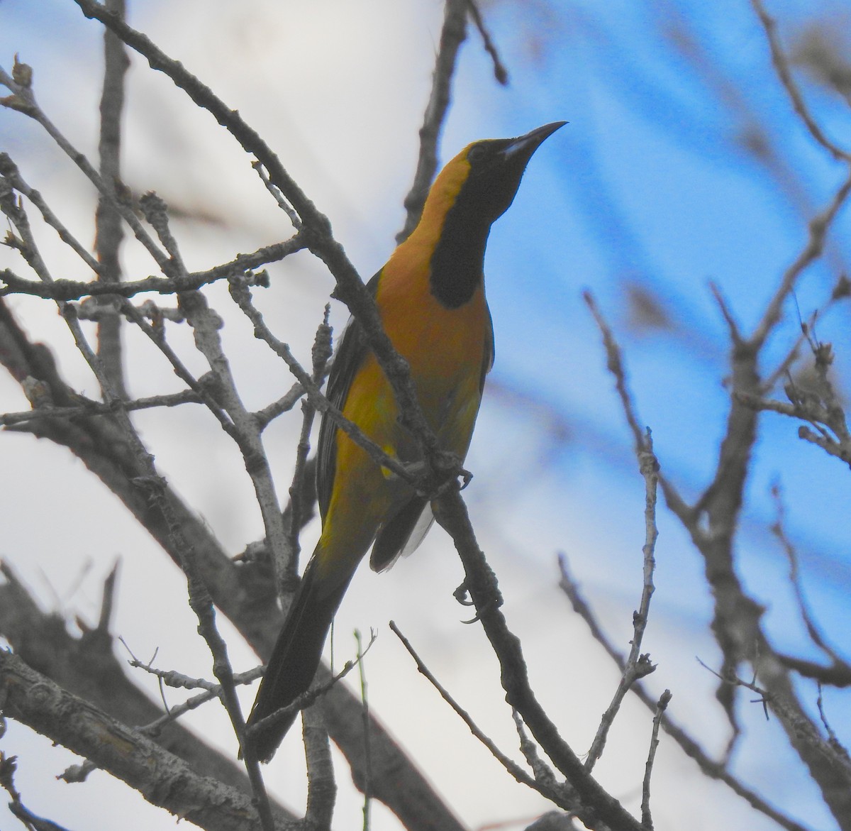 Hooded Oriole - Van Remsen