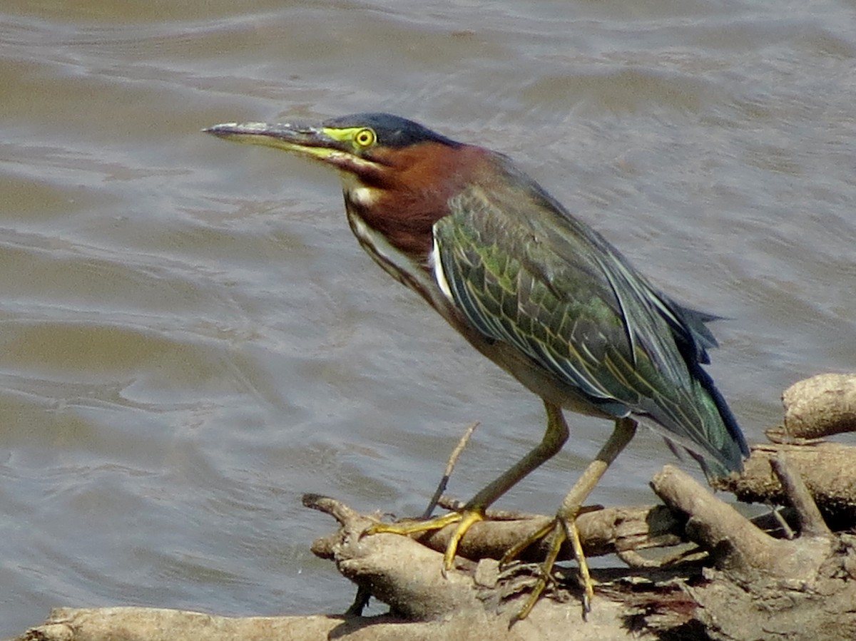 Green Heron - ML111475541