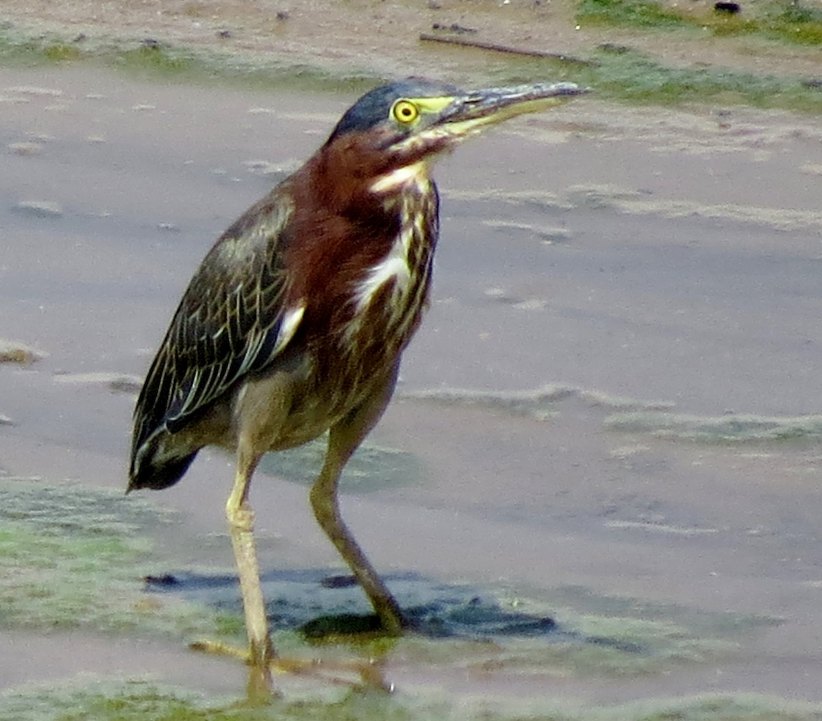Green Heron - ML111475591