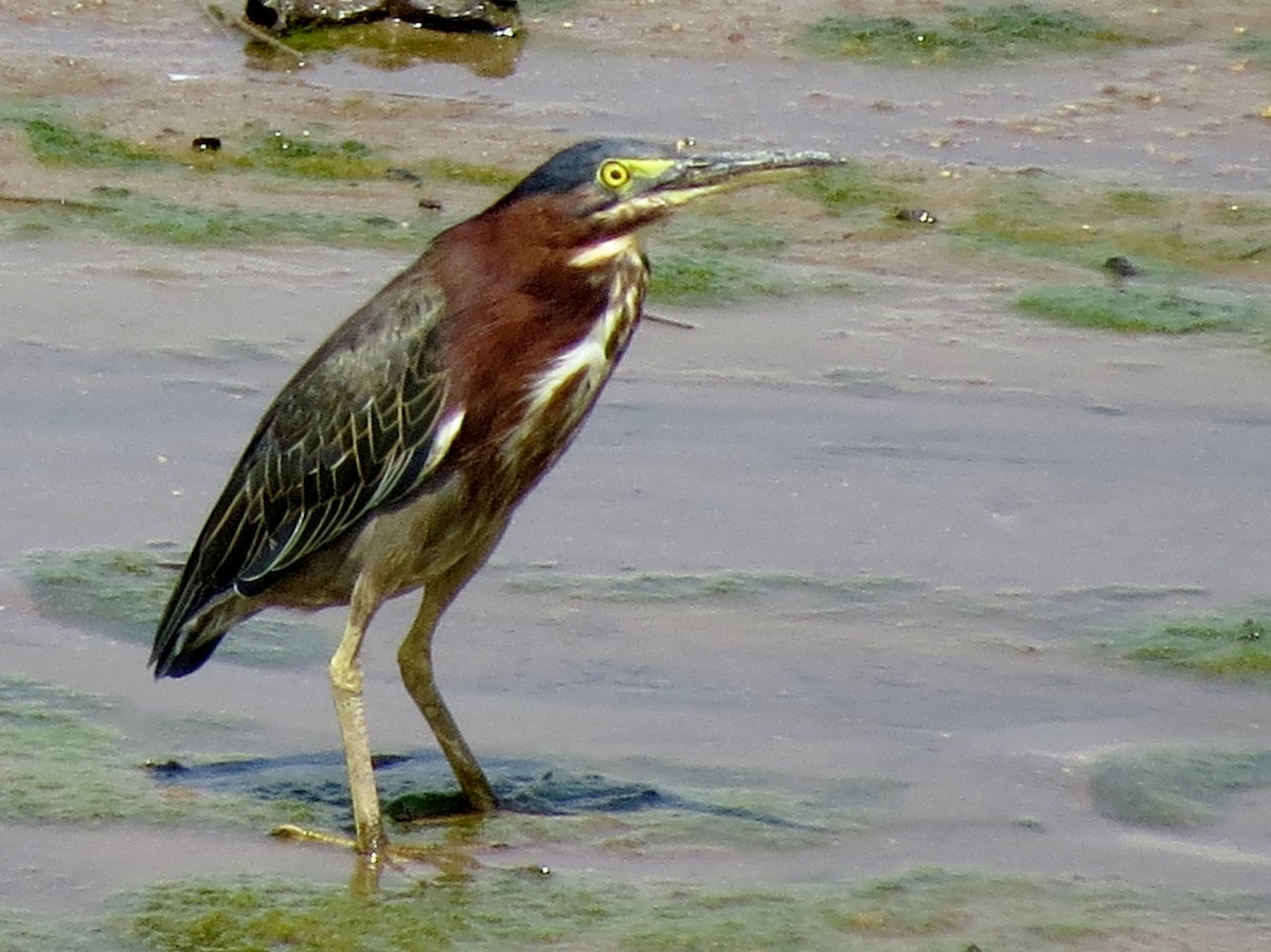 Green Heron - ML111475651