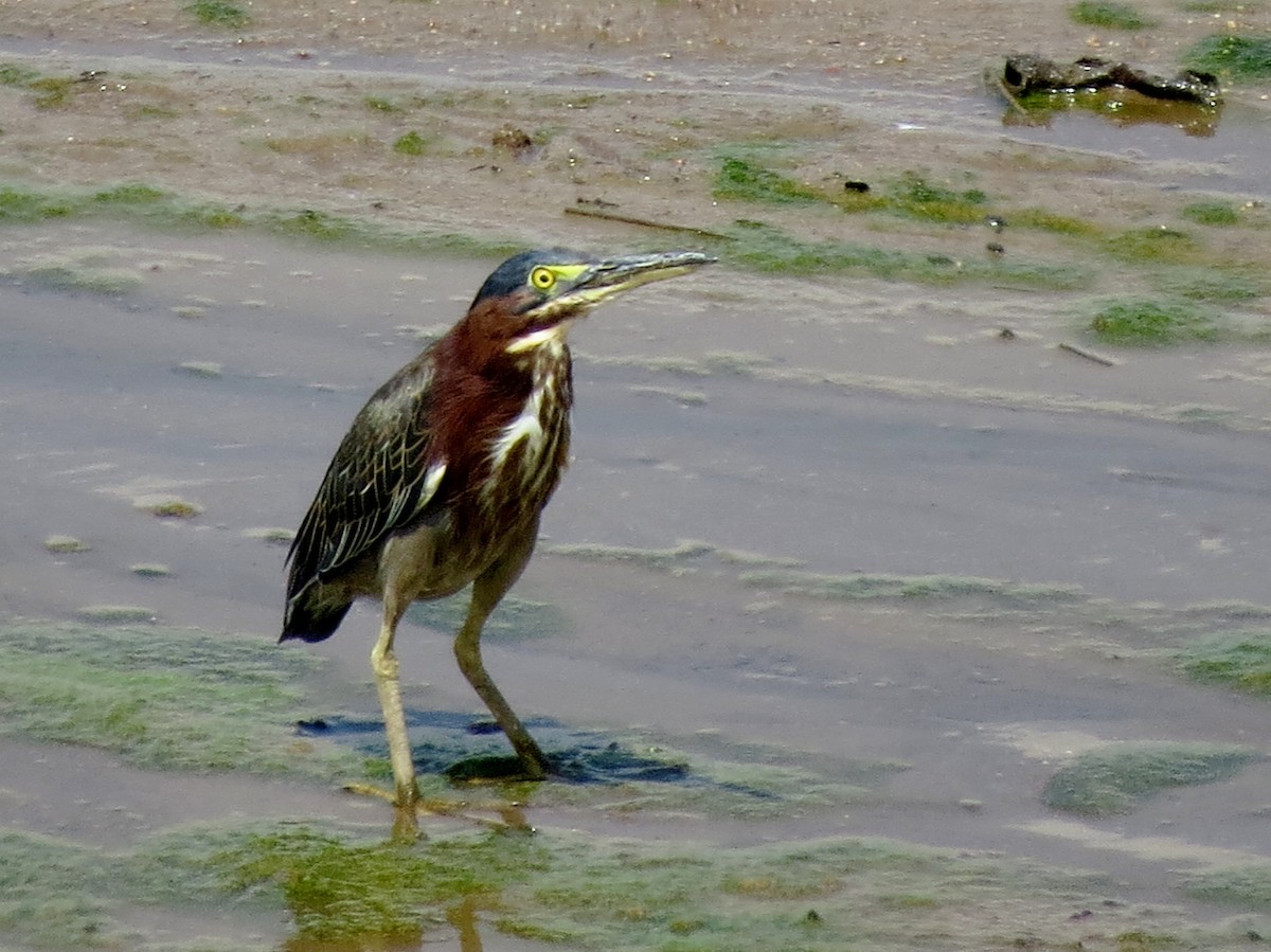 Green Heron - ML111475671