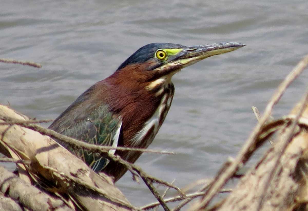 Green Heron - ML111475701