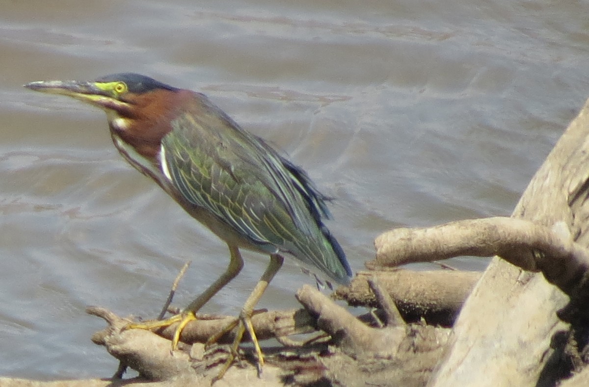 Green Heron - ML111475731