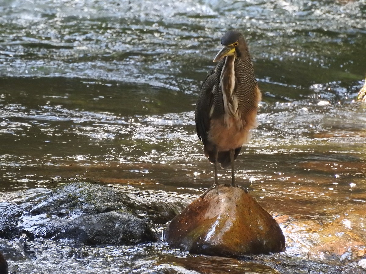 Fasciated Tiger-Heron - Isain Contreras