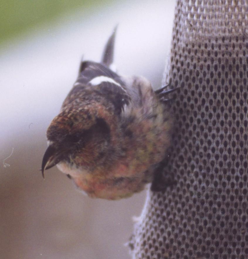 White-winged Crossbill - Jeff  Bahls