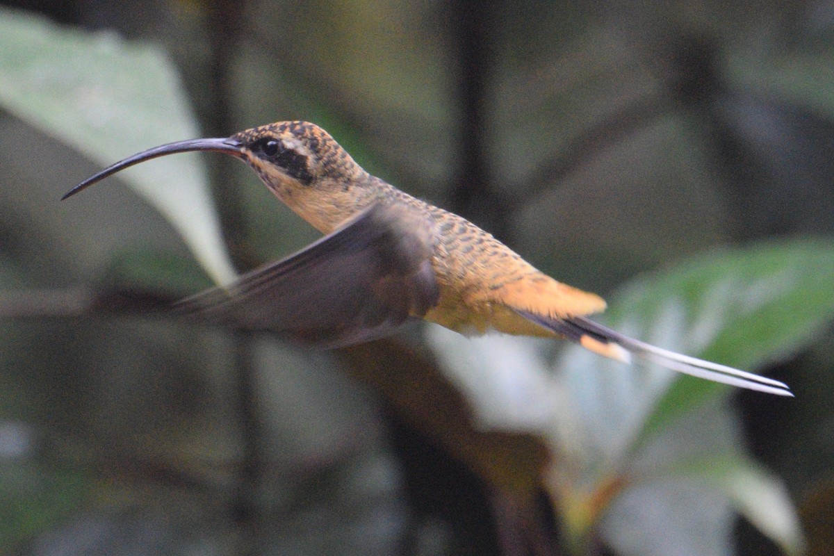 kolibřík dlouhoocasý - ML111476251
