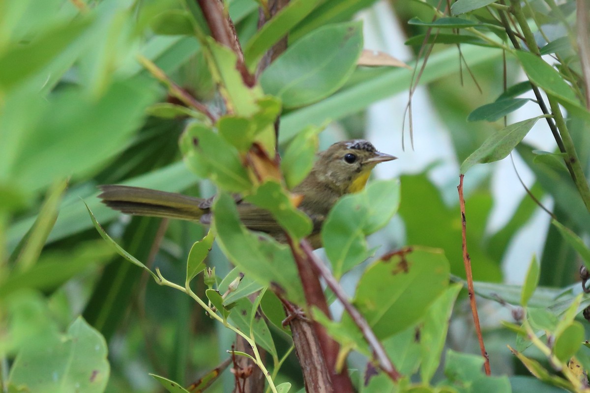 Common Yellowthroat - ML111476581