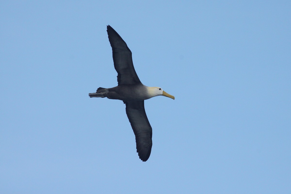 Albatros des Galapagos - ML111479621
