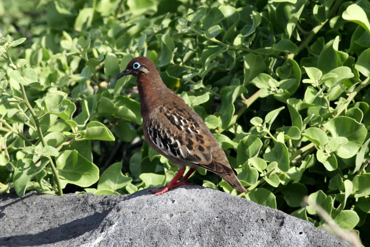 Zenaida de Galápagos - ML111480881