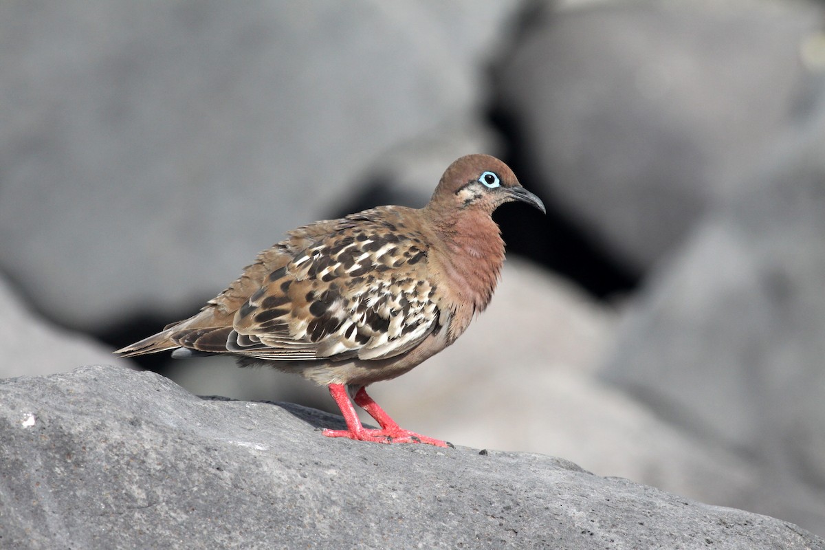 Galapagos Dove - Ken Oeser