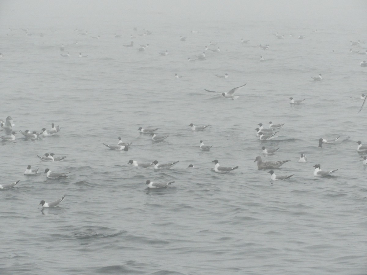 Mouette de Sabine - ML111484341