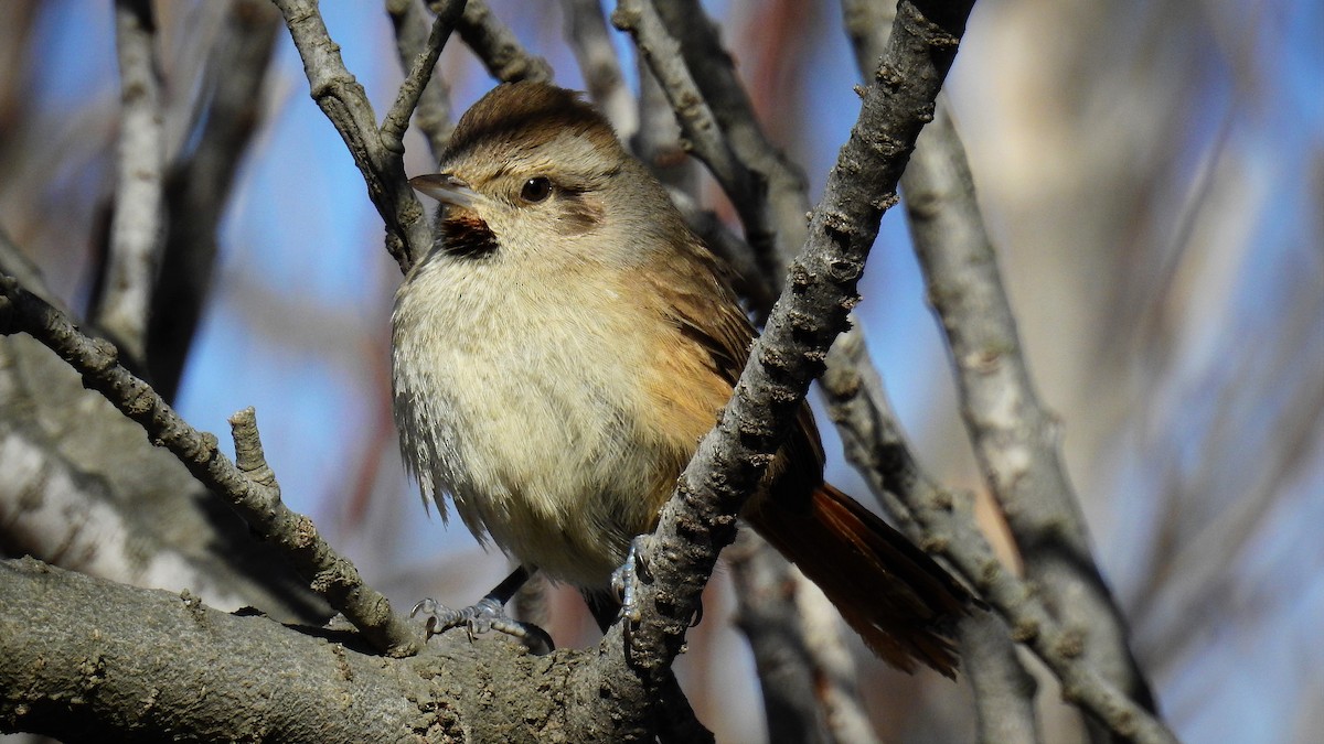 Short-billed Canastero - Pablo Alejandro Pla