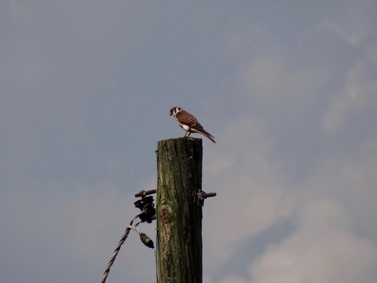 American Kestrel - ML111484701