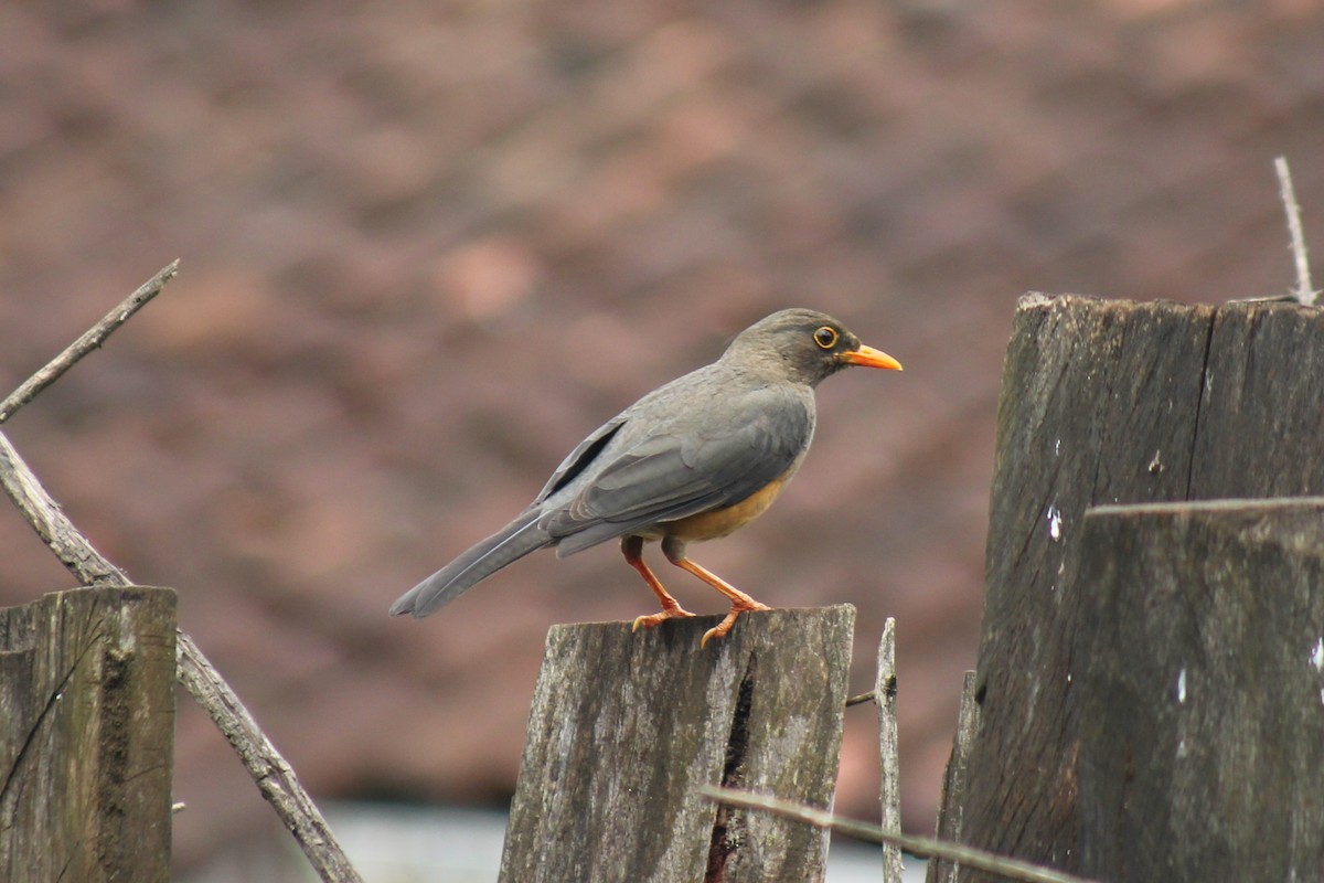 Abyssinian Thrush - ML111485991