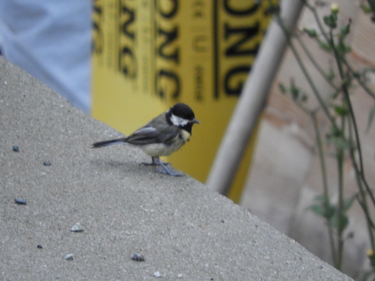 Kaskabeltz handia - ML111486711