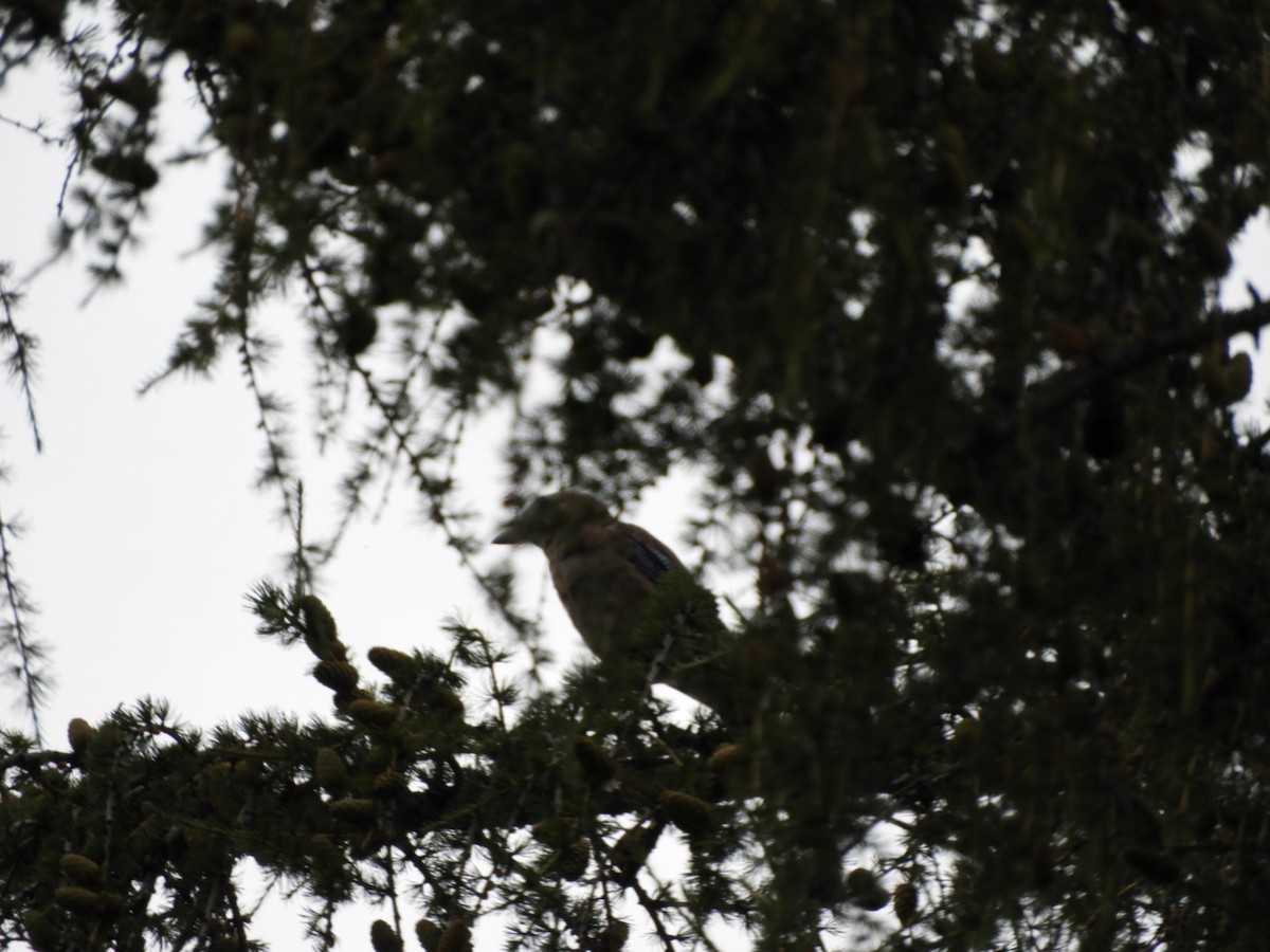 Eskinoso eurasiarra - ML111486761