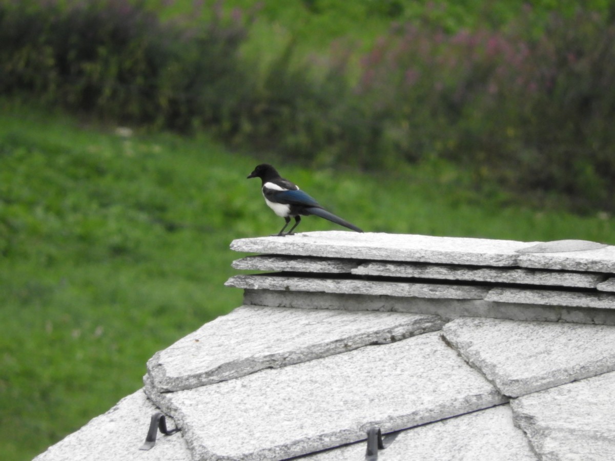 Mika arrunta - ML111486901