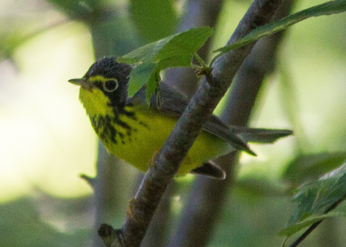 Canada Warbler - ML111487401