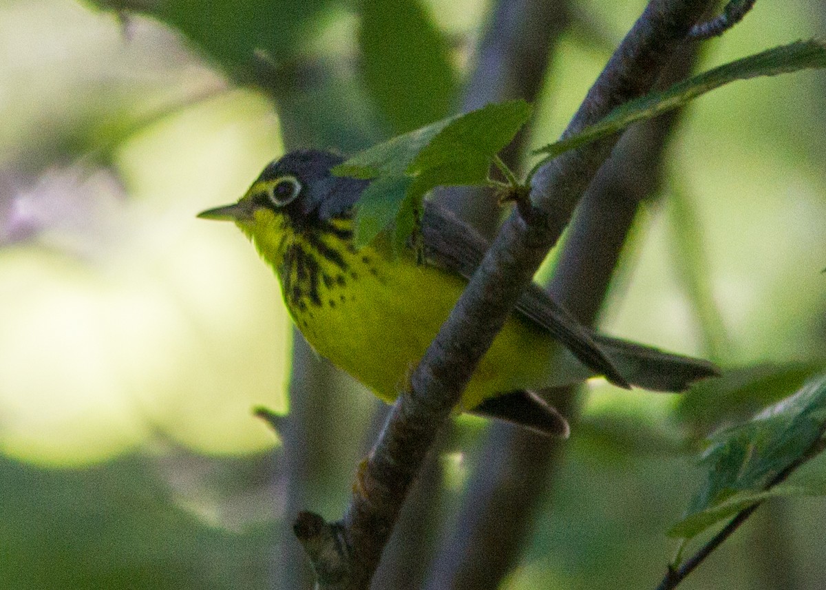Canada Warbler - ML111487421