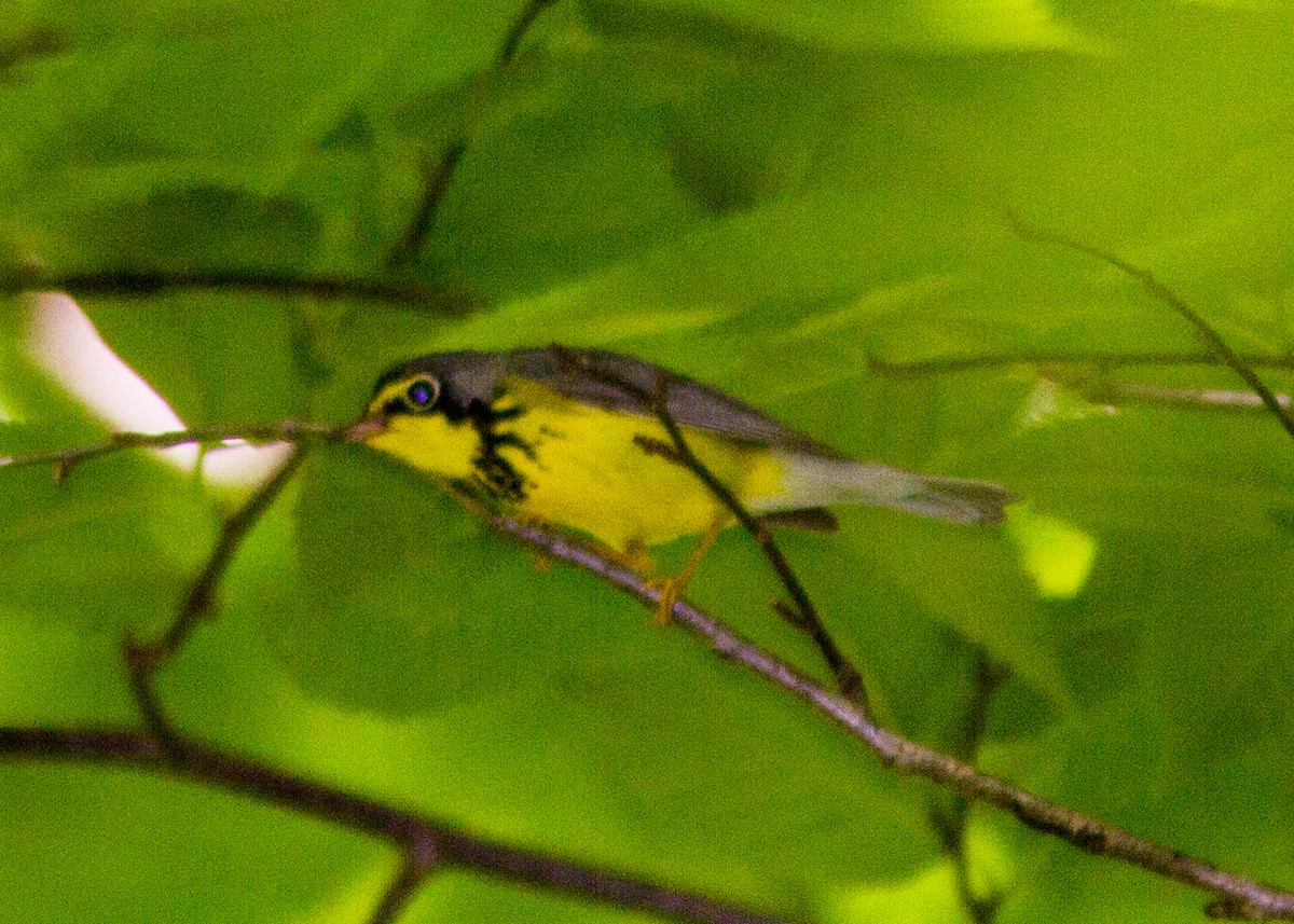 Canada Warbler - ML111487431