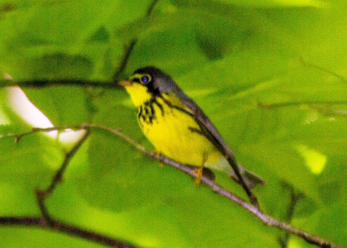 Canada Warbler - ML111487441