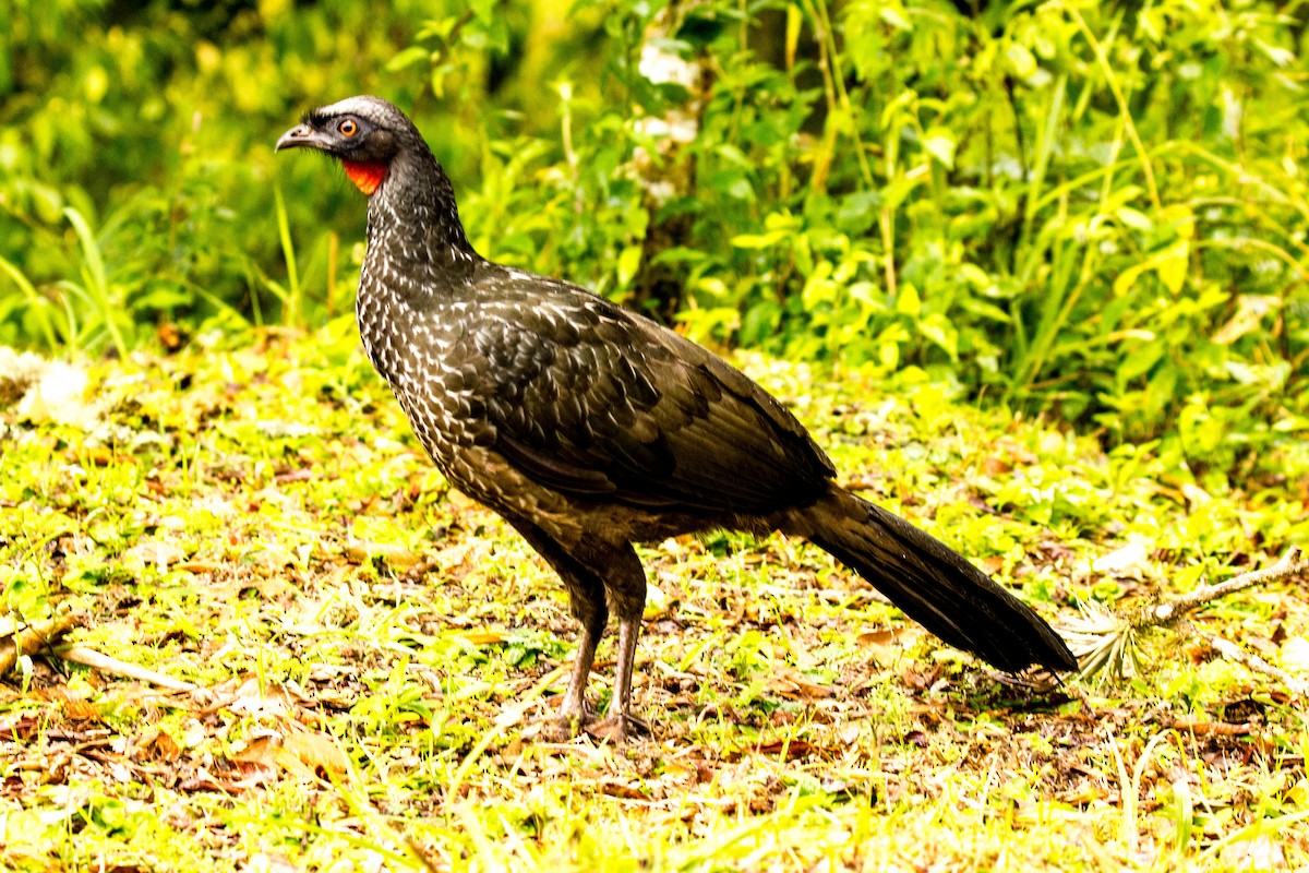 Dusky-legged Guan - Doug Korver