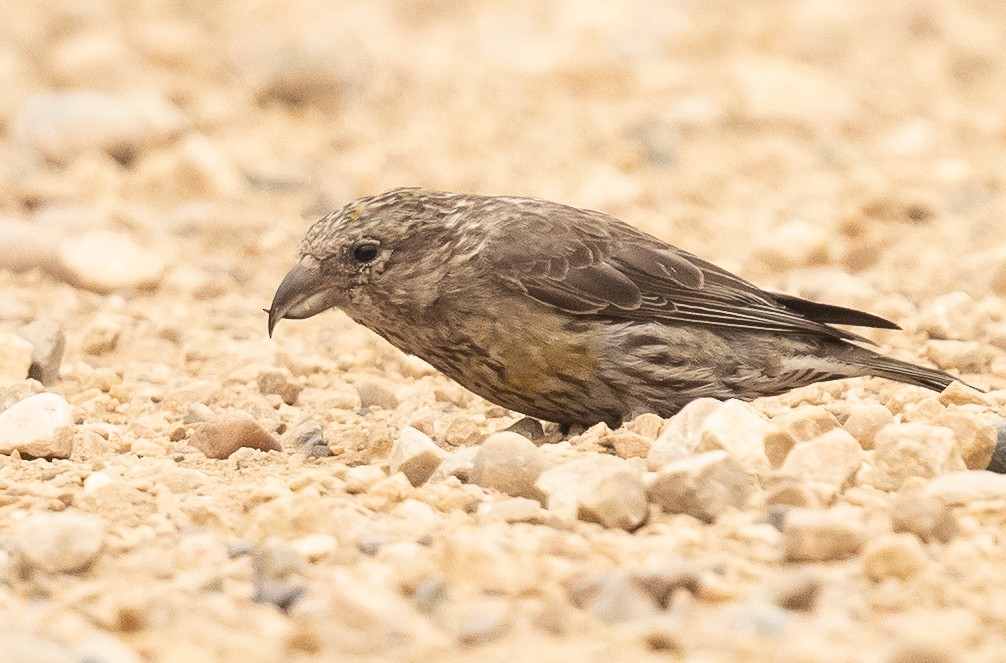 Red Crossbill - ML111487761