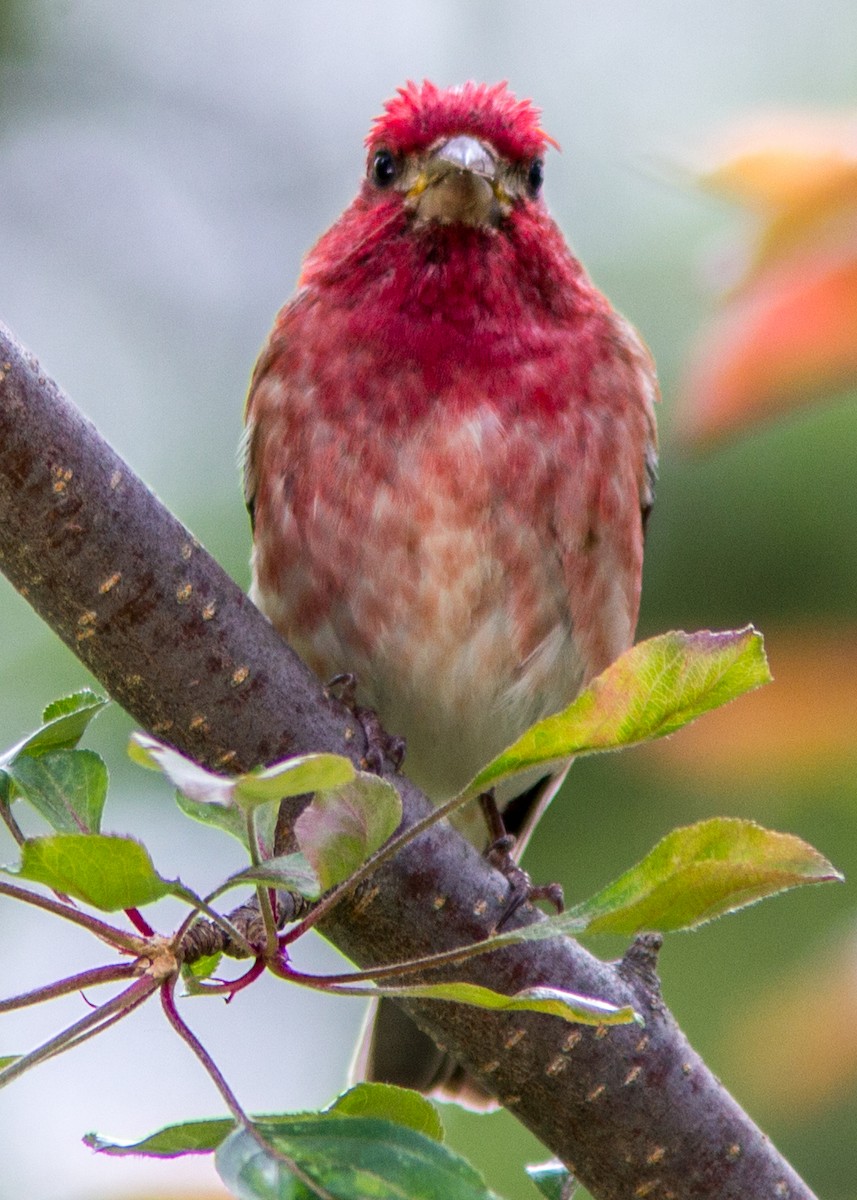 Purple Finch - ML111489721