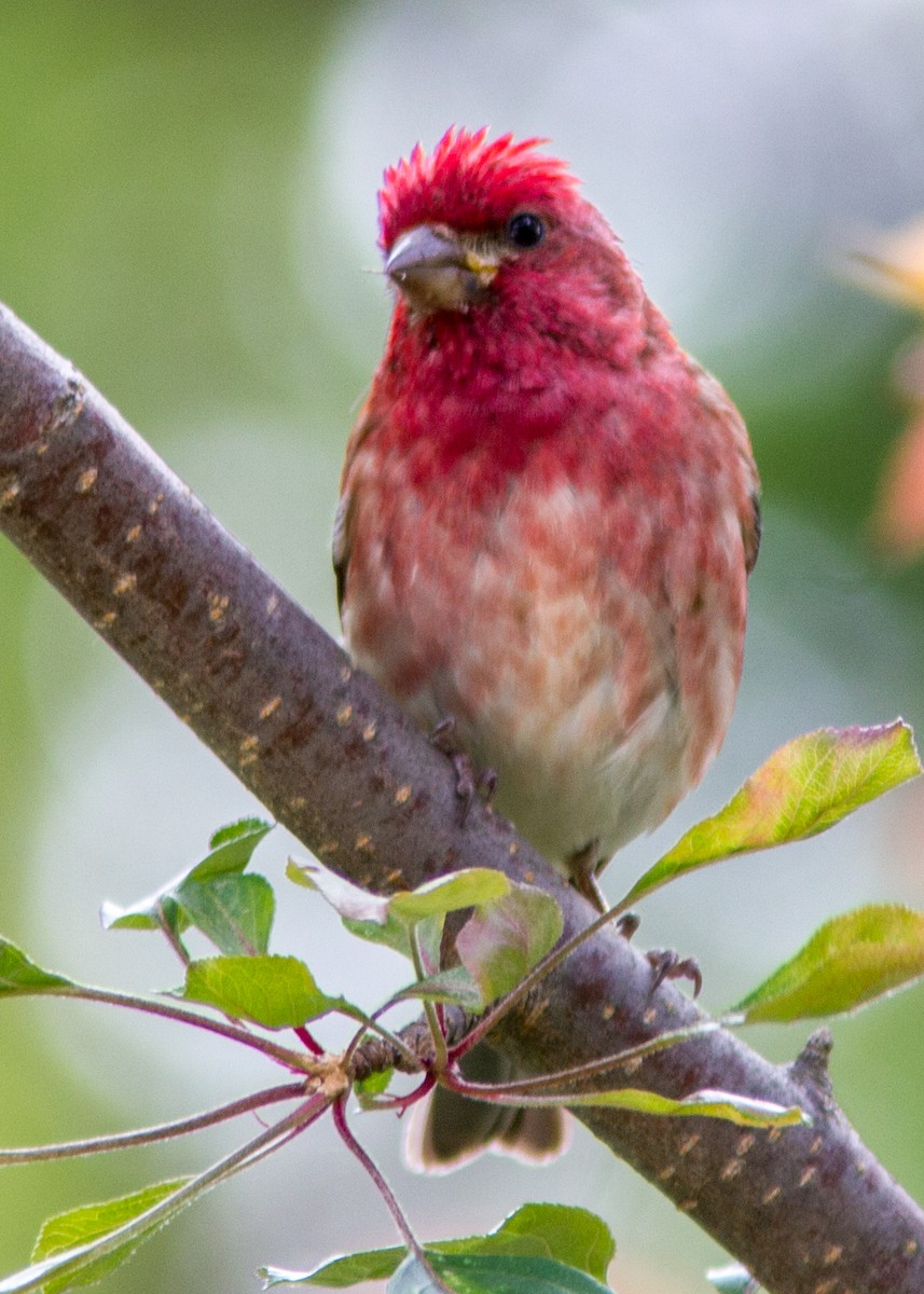 Purple Finch - Marc Boisvert