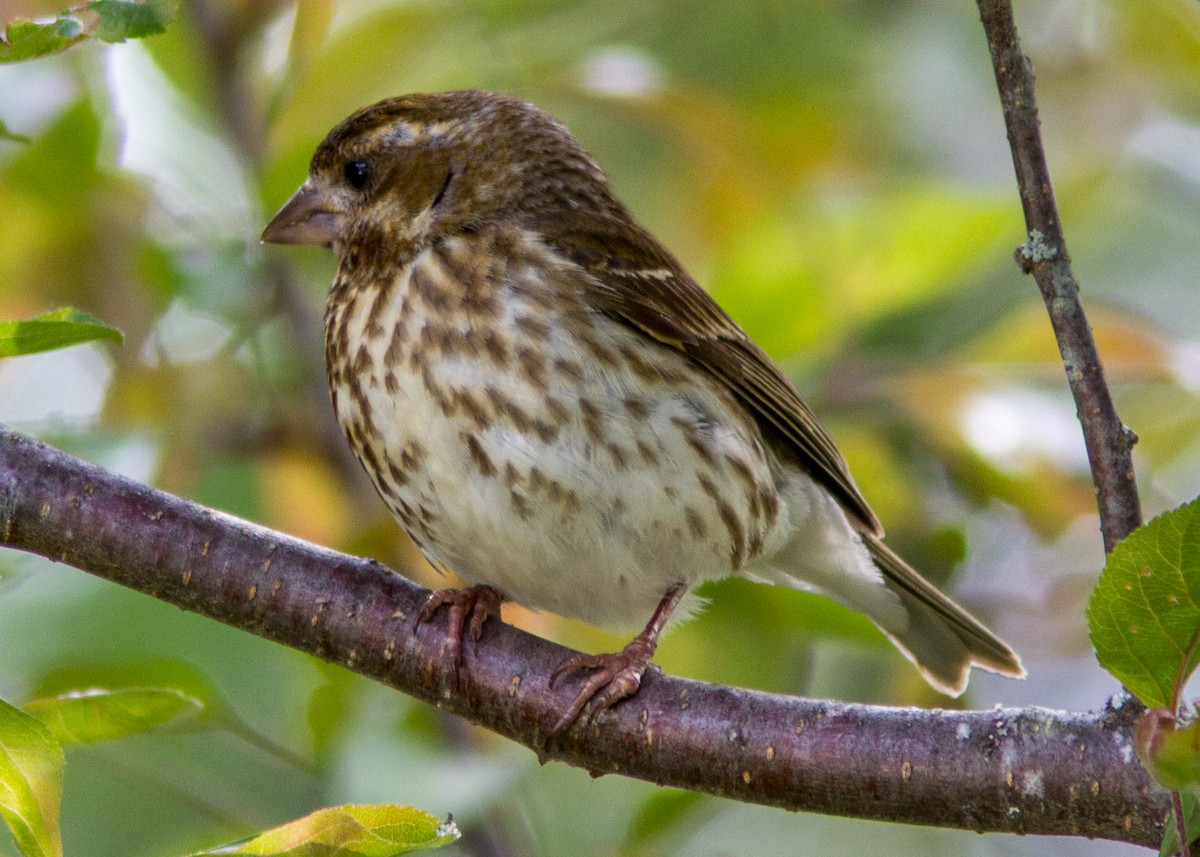 Purple Finch - ML111489771