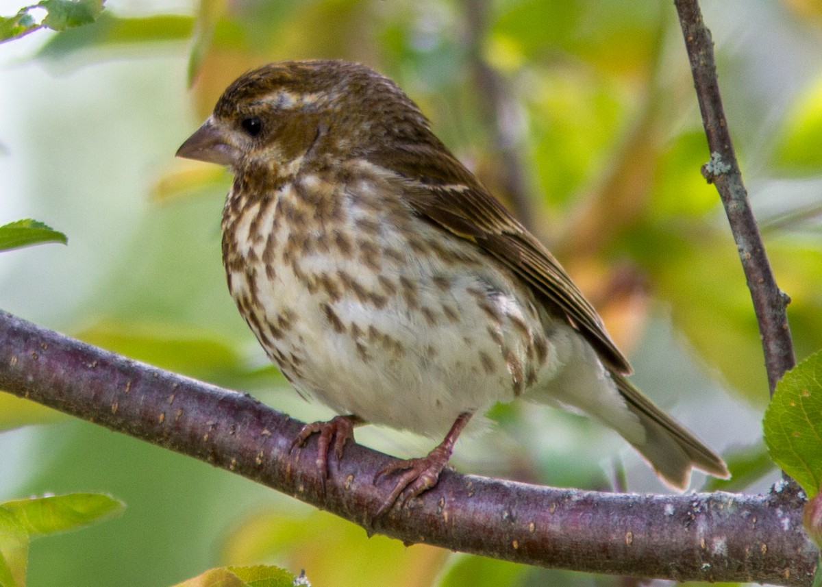 Purple Finch - Marc Boisvert