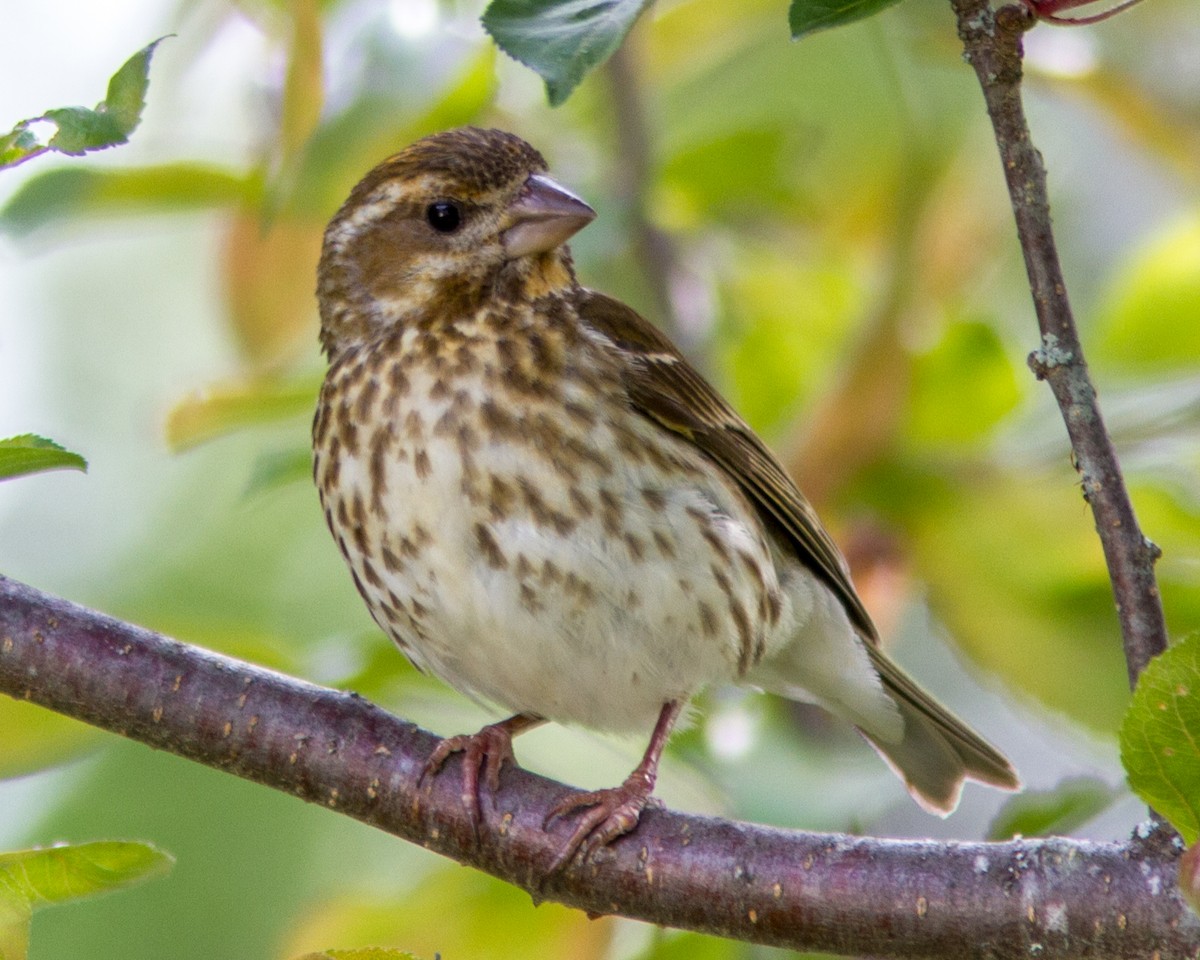 Purple Finch - ML111489791