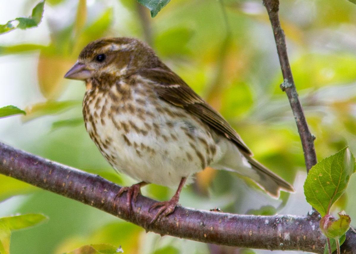 Purple Finch - ML111489801