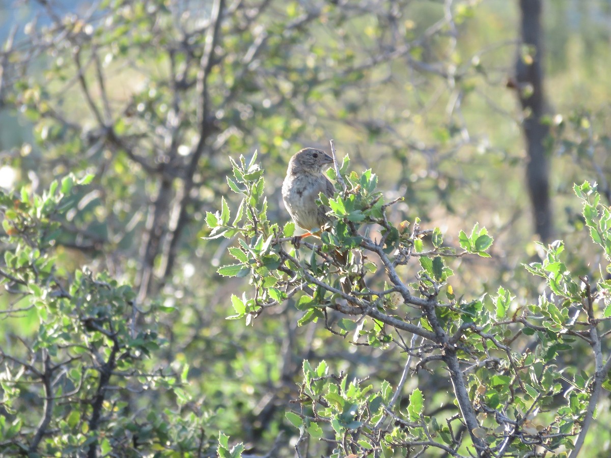 Canyon Towhee - Anne (Webster) Leight