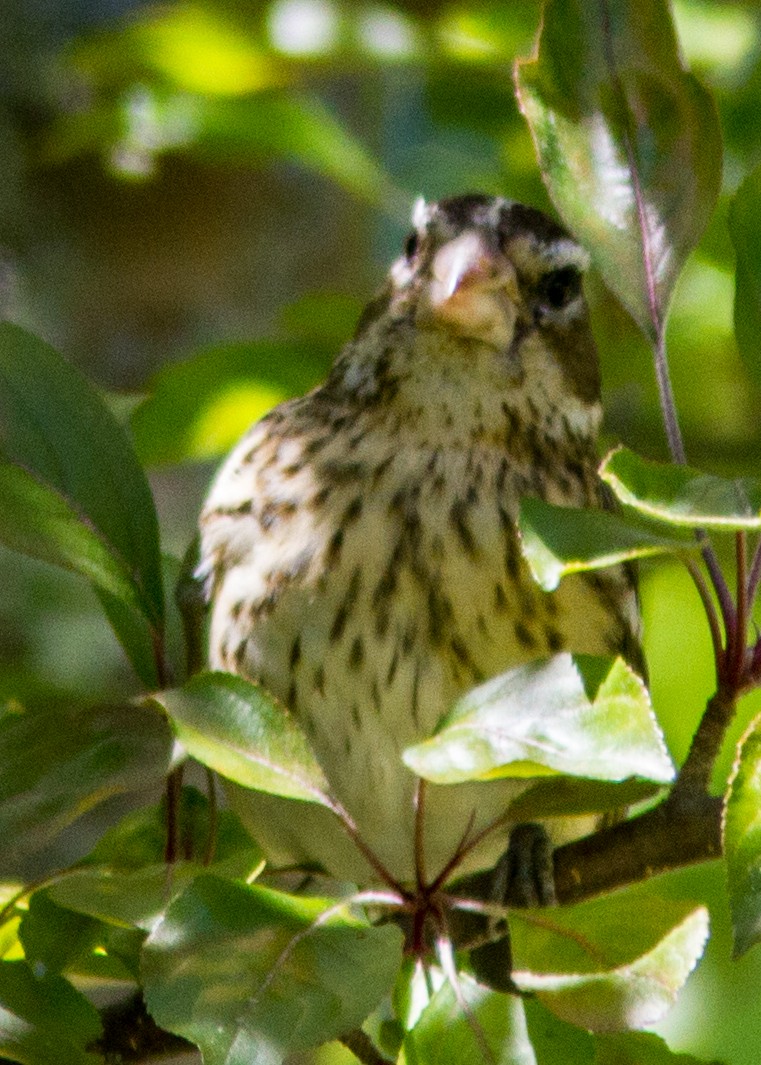 Rose-breasted Grosbeak - ML111490461