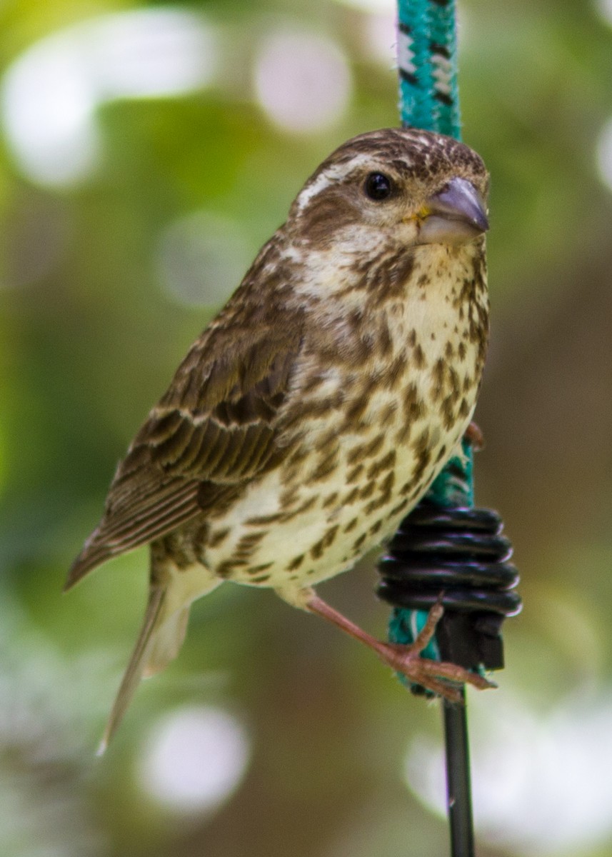 Rose-breasted Grosbeak - ML111490481