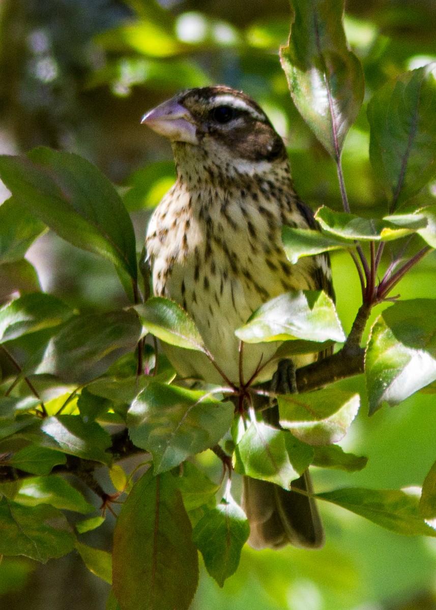 Rose-breasted Grosbeak - ML111490491