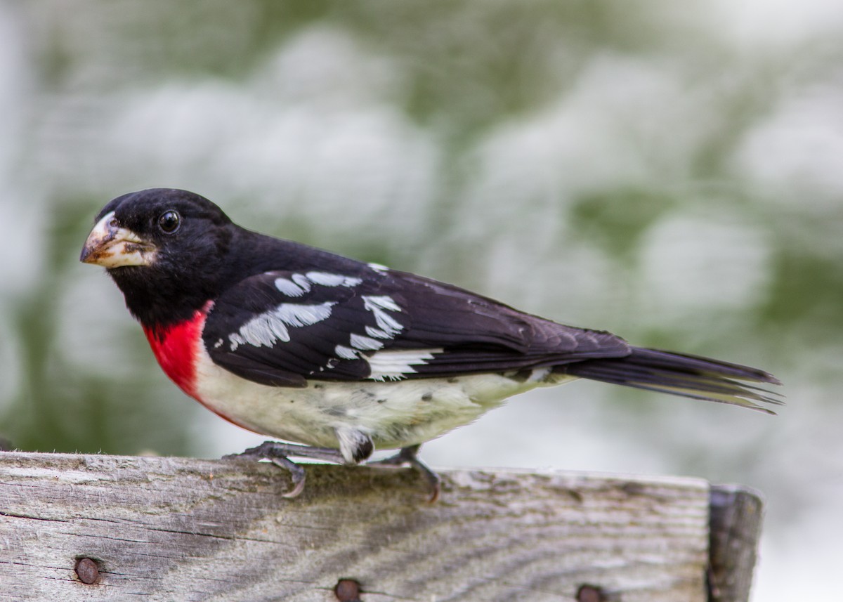 Rose-breasted Grosbeak - Marc Boisvert