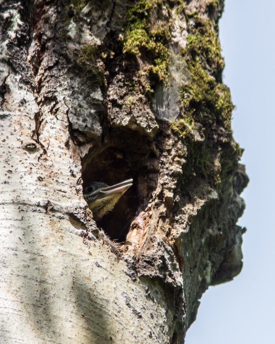 Pileated Woodpecker - ML111490641