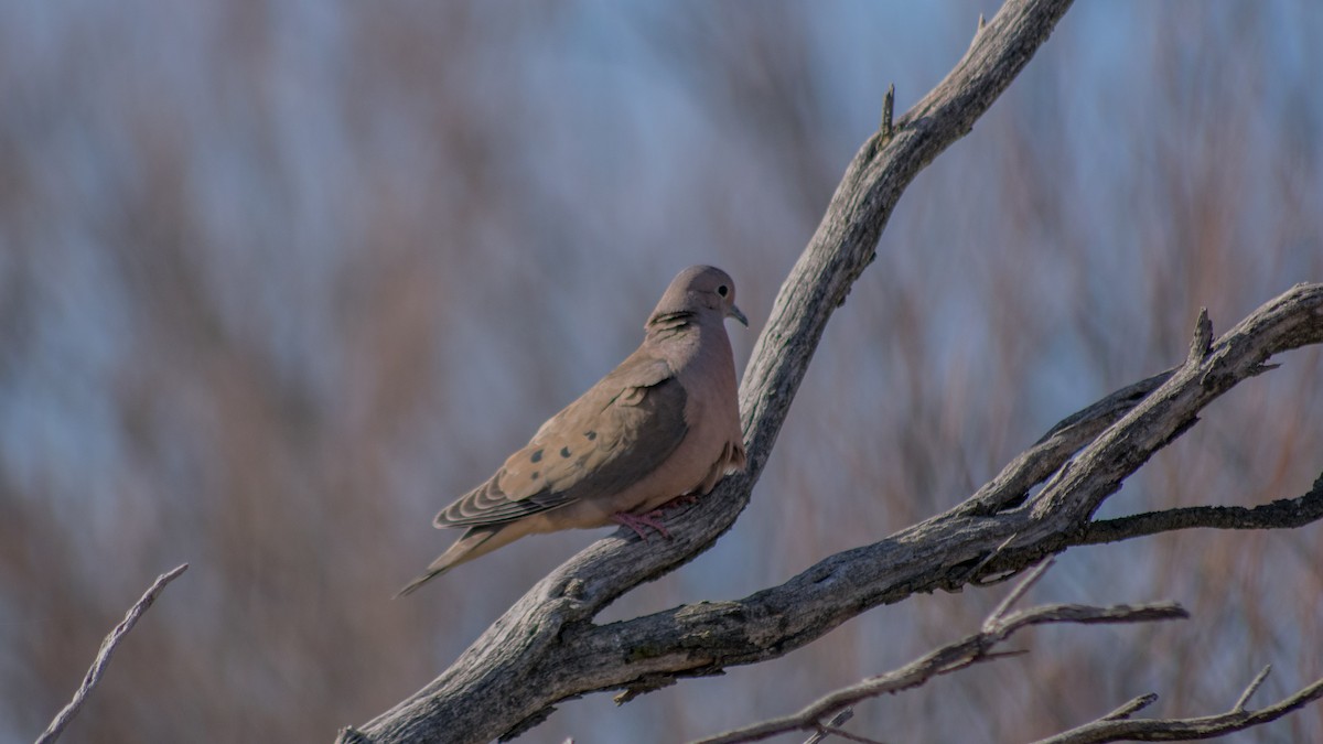 Spot-winged Pigeon - Tiago Rivadeo Pla