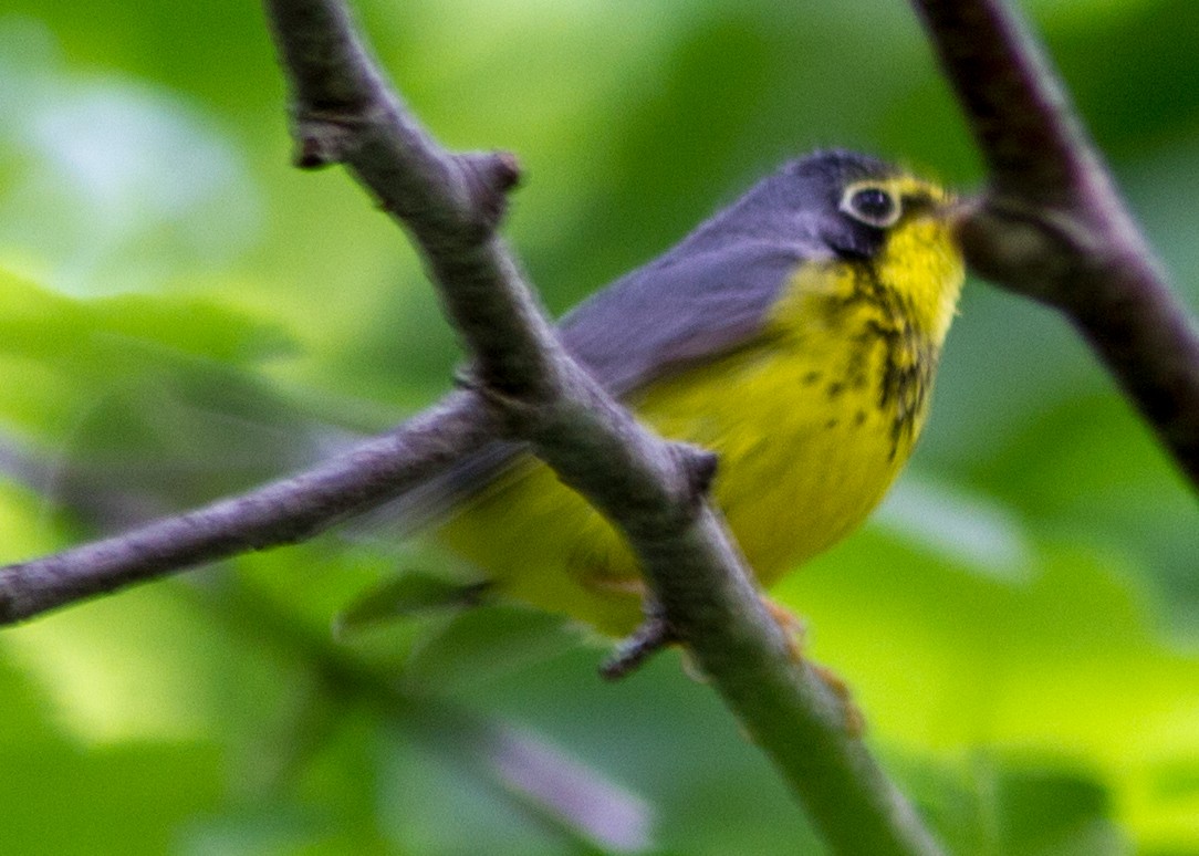 Paruline du Canada - ML111491221