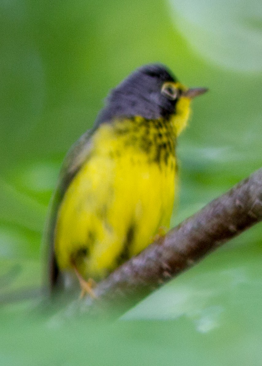 Canada Warbler - ML111491231