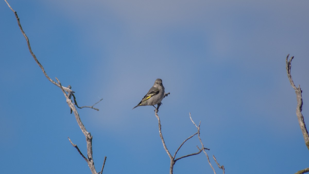 Black-chinned Siskin - Tiago Rivadeo Pla