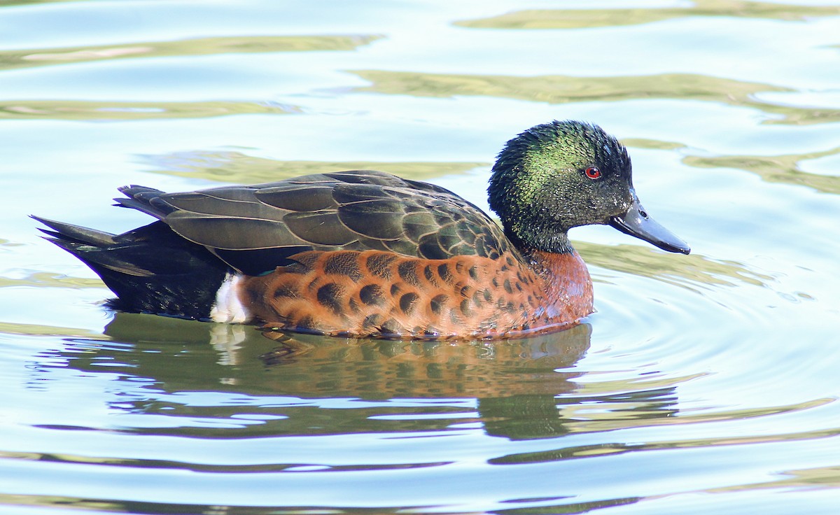 Chestnut Teal - ML111492961