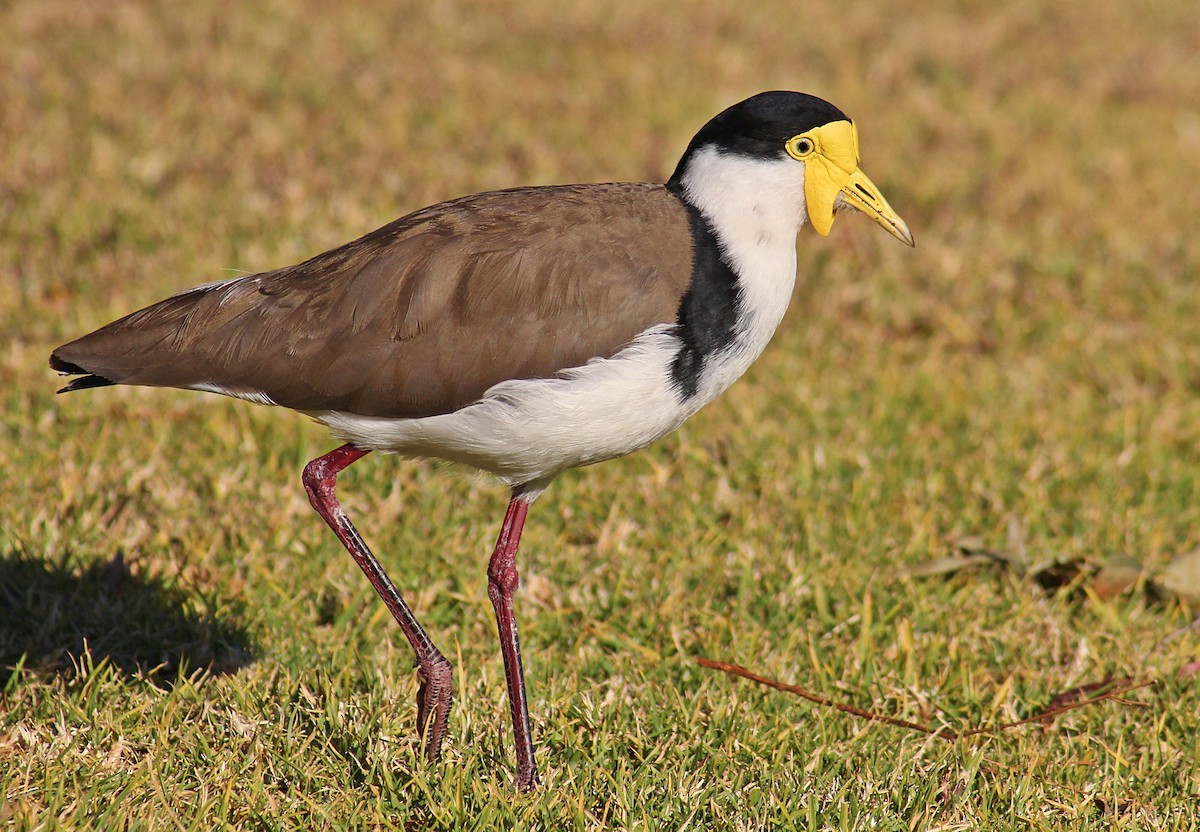Masked Lapwing - ML111494771