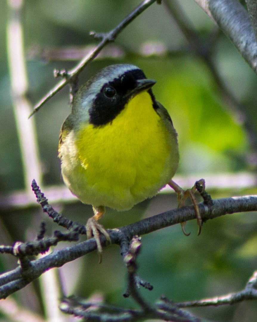 Common Yellowthroat - ML111495571