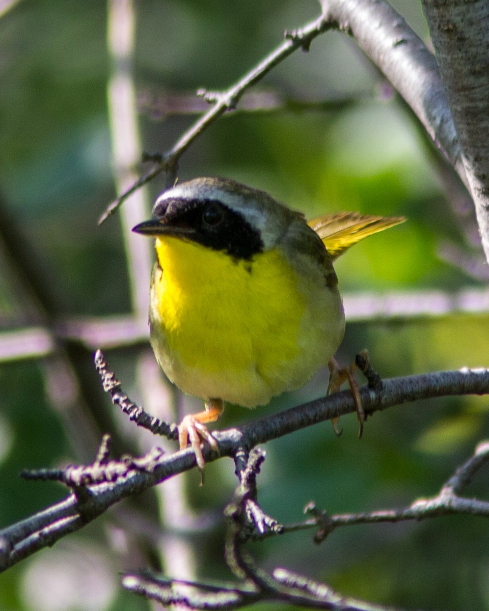 Common Yellowthroat - ML111495581