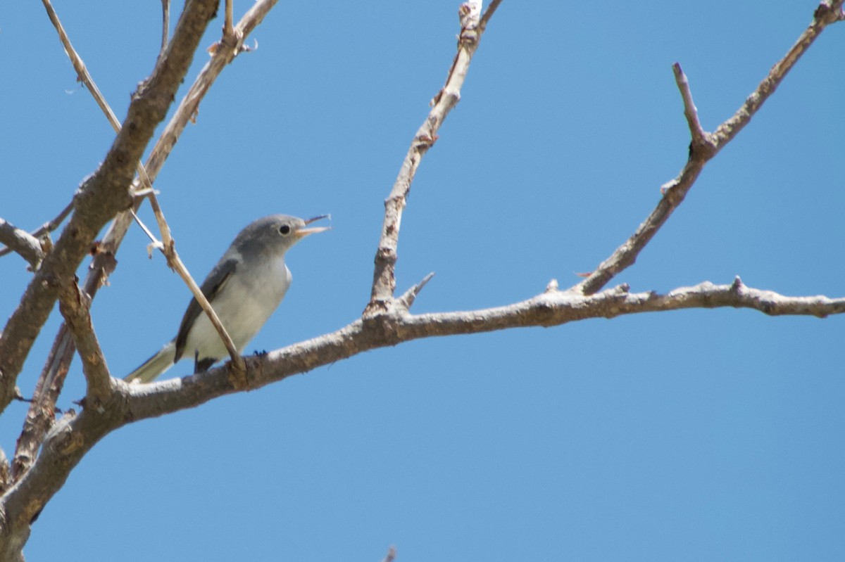 Blue-gray Gnatcatcher - ML111498731