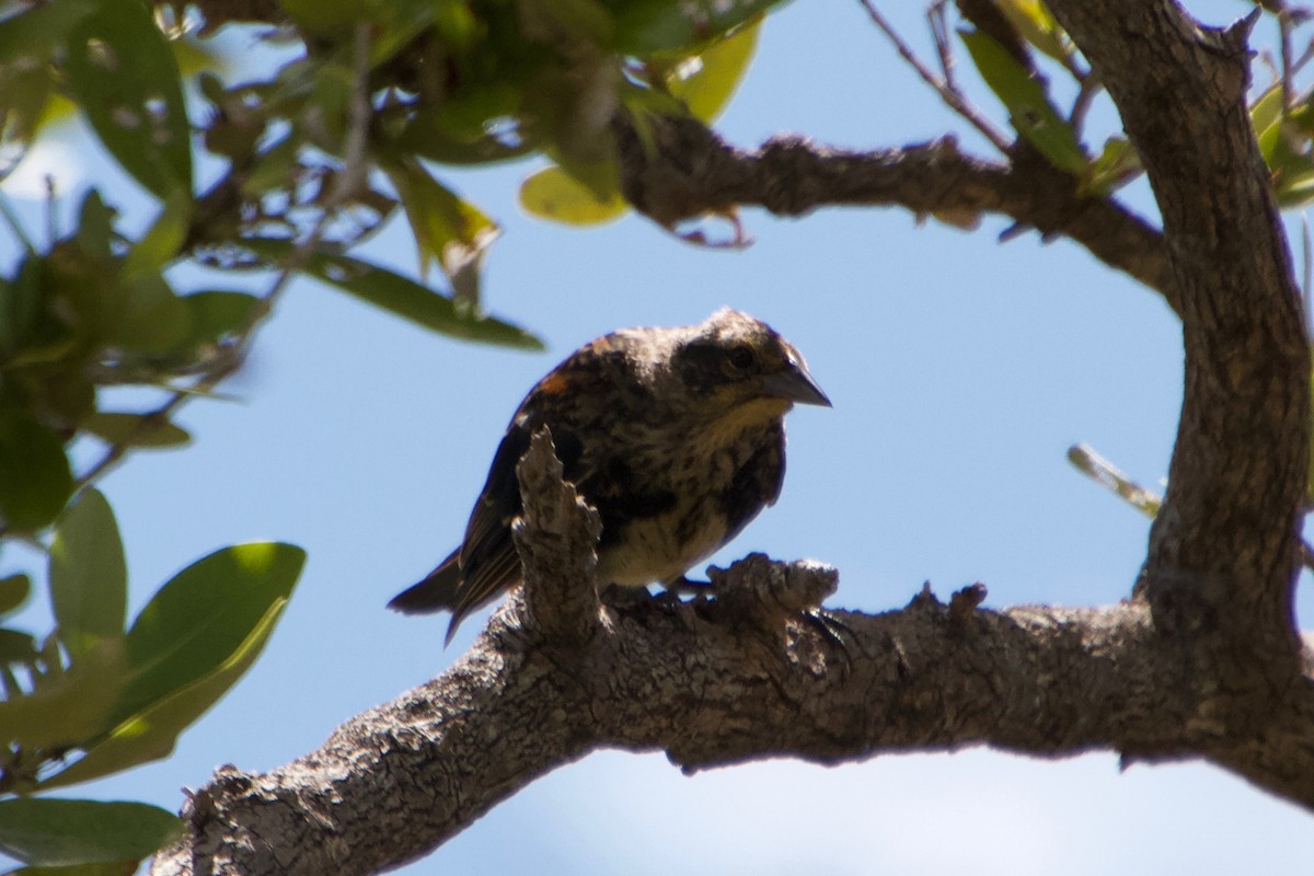 Red-winged Blackbird - ML111498801